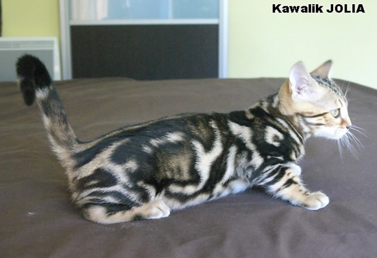 chaton bengal marble tricolore